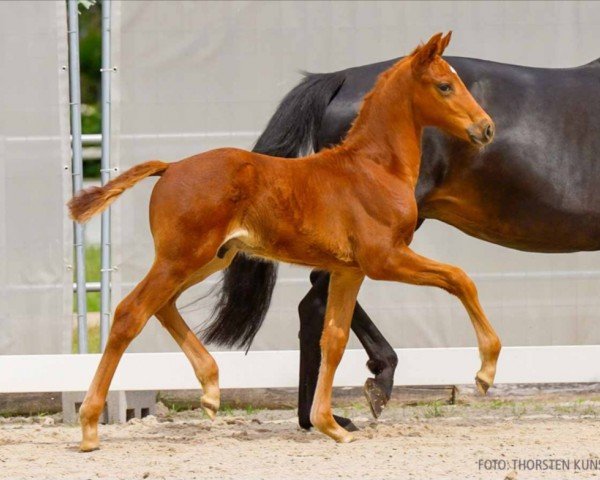 horse Valeo M (Hanoverian, 2024, from Vitalis)