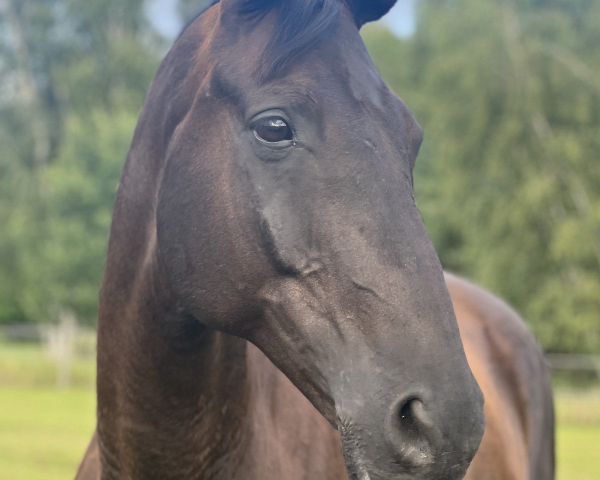 dressage horse Odin 420 (Trakehner, 2009, from Bellheim)