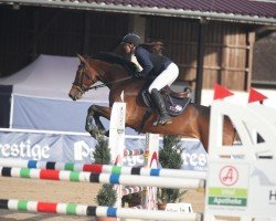 jumper Shakira Sh (Austrian Warmblood, 2016, from Grandorado TN)