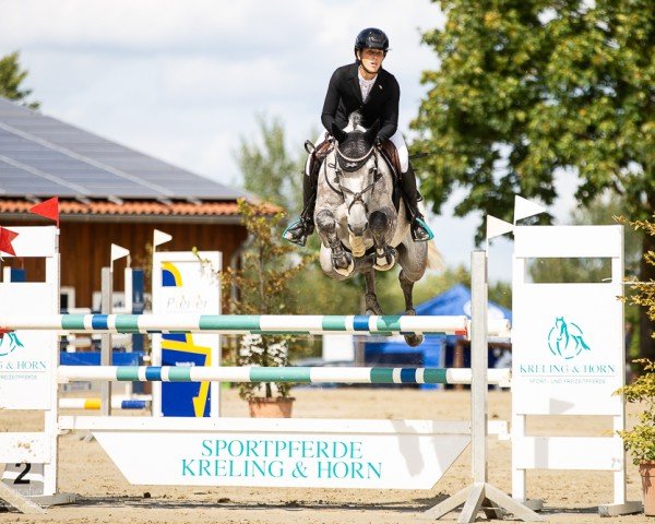 jumper Anneliese Z (Zangersheide riding horse, 2015, from Atomic Z)