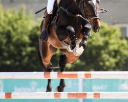 jumper Torez vd Nosahoeve Z (Zangersheide riding horse, 2018, from Toulon)