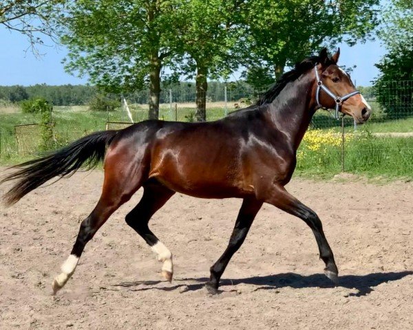 stallion Florian (Oldenburg, 2022, from Fidertanz)