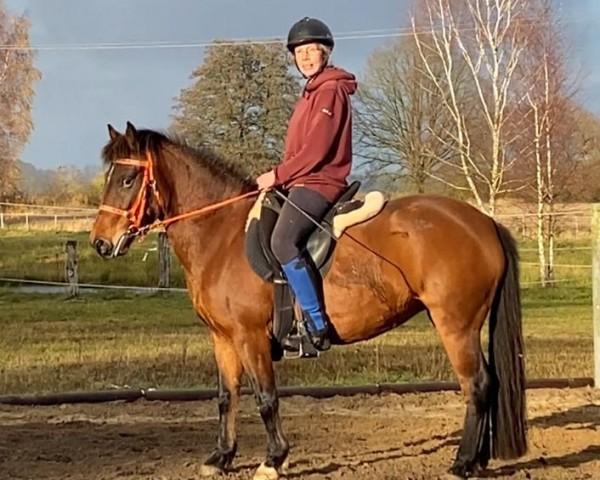broodmare Lady Lilly HWK (Arab half breed / Partbred, 2016, from Seven seas of love)