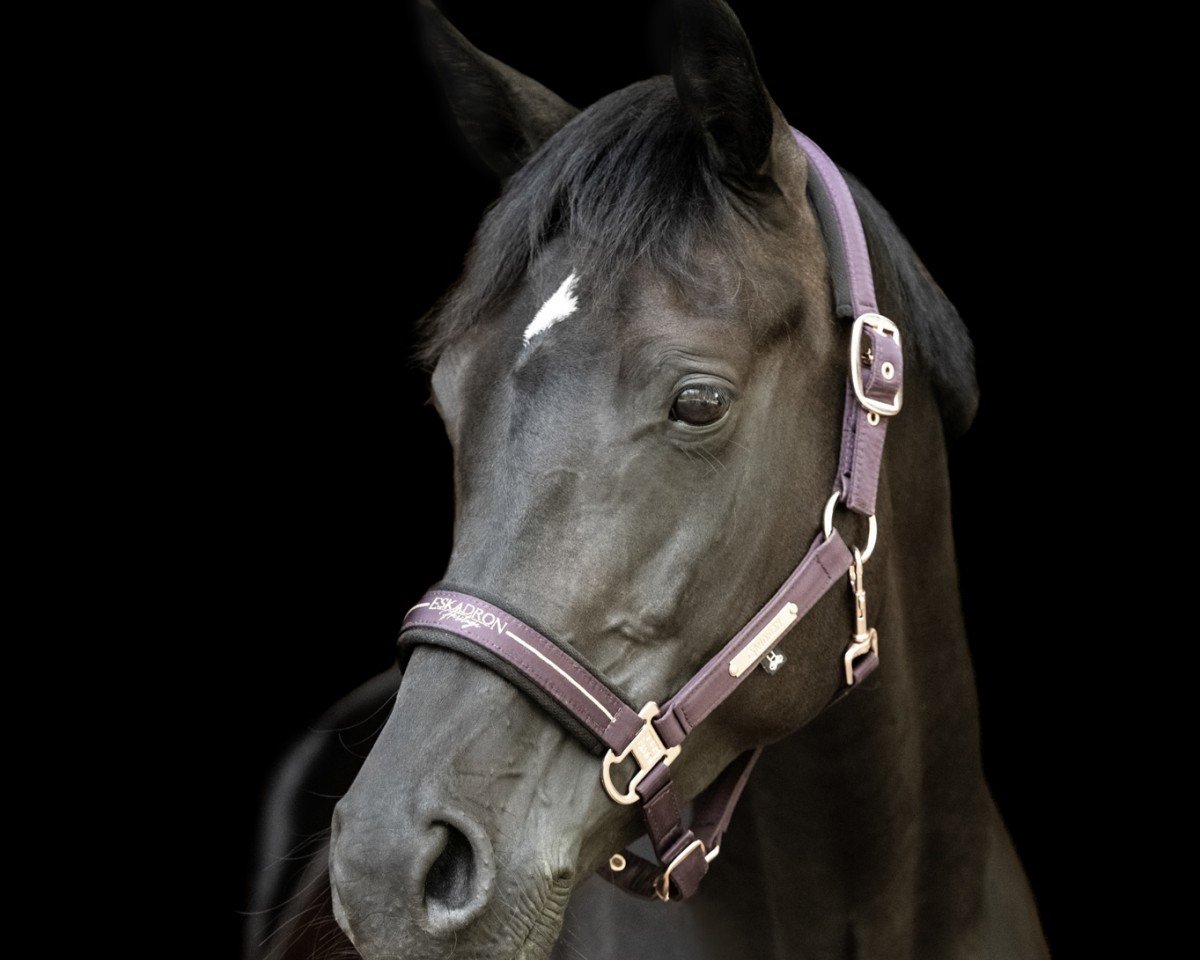 dressage horse Caipirinha DB (German Sport Horse, 2016, from Con Sherry)