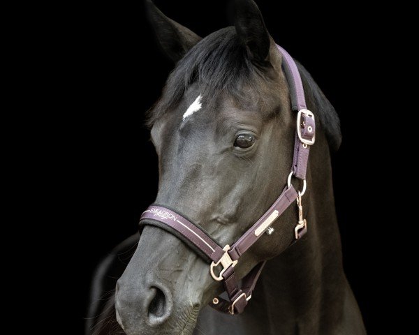 dressage horse Caipirinha DB (German Sport Horse, 2016, from Con Sherry)