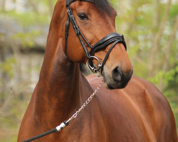 horse Curley W (Westphalian, 2008, from Carlos DZ)