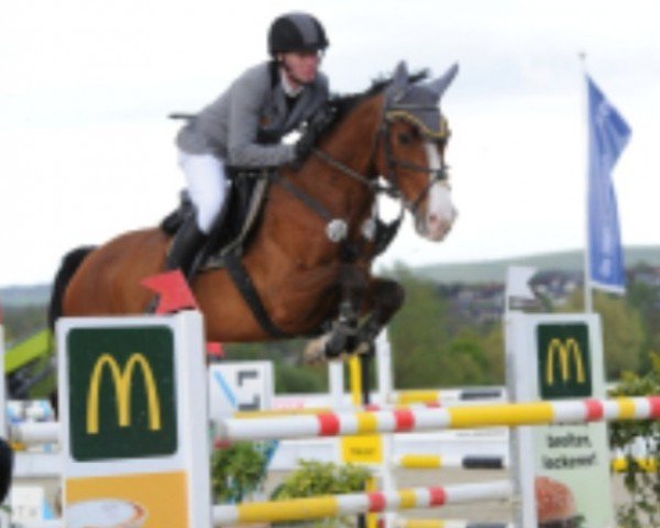 Springpferd Dalmore N (Oldenburger Springpferd, 2016, von Diarado)