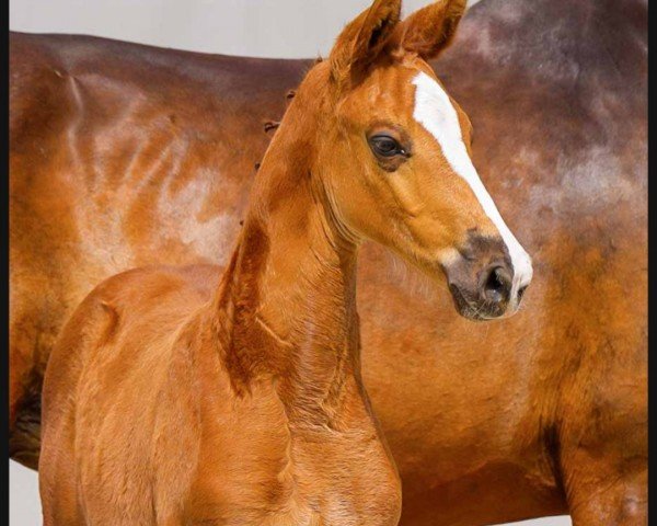 horse Joko (Hanoverian, 2024, from Jasper)
