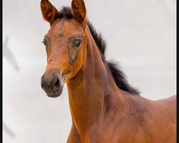 horse Benett (Hanoverian, 2024, from Bonhoeffer)