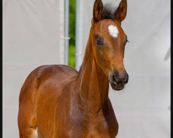 Pferd Belle Amie (Hannoveraner, 2024, von Barbarossa)
