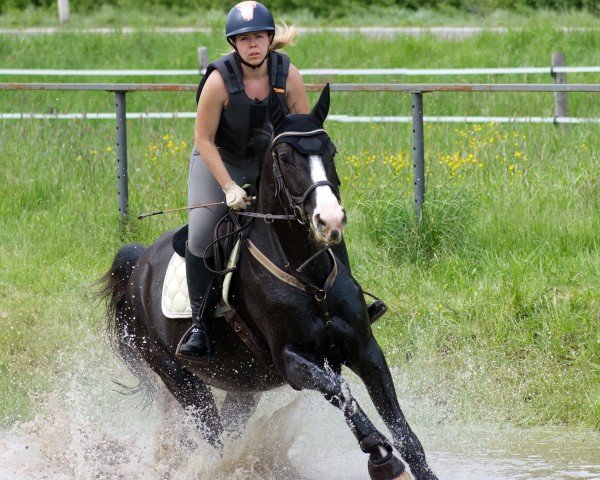 Springpferd Gogo Zara (Oldenburger Springpferd, 2016, von Caretinus K)