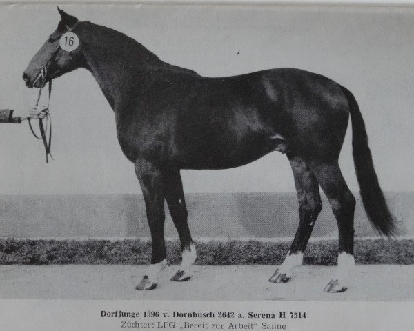 stallion Dorfjunge 1396 (Noble Warmblood, 1979, from Dornbusch 2642)