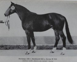 stallion Dorfjunge 1396 (Noble Warmblood, 1979, from Dornbusch 2642)