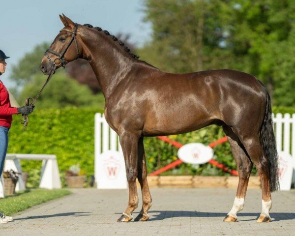horse Elmorado (Westphalian, 2020, from Ehrenstolz)