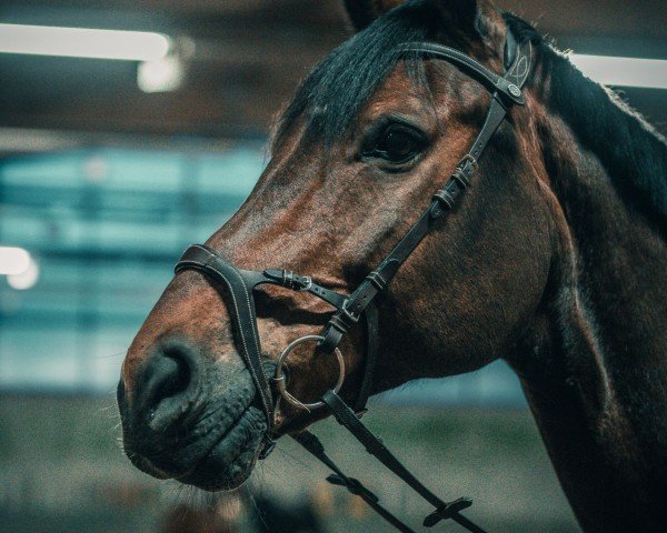 Springpferd Lancadius (Deutsches Sportpferd, 2008, von Lancado) Springpferd Lancadius (Deutsches Sportpferd, 2008, von Lancado)