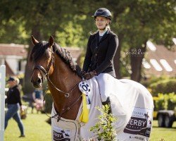 stallion Voll Cool 2 (Hanoverian, 2011, from Vesuv 35)