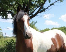 dressage horse Holy (unknown, 2010)