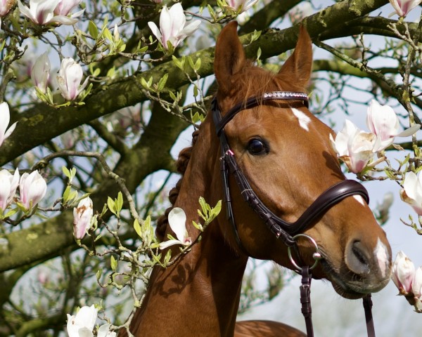 horse Lüttje Butscher (Hanoverian, 2020, from Birmingham)