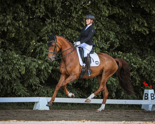 dressage horse Fürstin Felice (German Sport Horse, 2014, from Fürst Romancier)