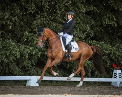 dressage horse Fürstin Felice (German Sport Horse, 2014, from Fürst Romancier)