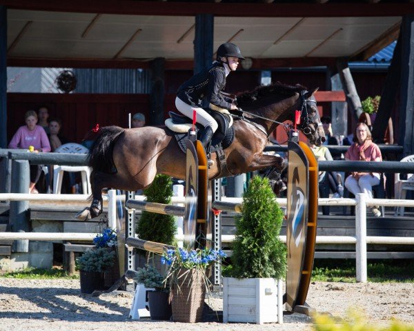 Pferd Boomerang de la Tour (Französisches Pony, 2011, von Poetic Justice) Pferd Boomerang de la Tour (Französisches Pony, 2011, von Poetic Justice)