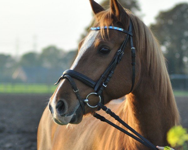 horse Tiger Fox (German Riding Pony, 2010, from Top Champy)
