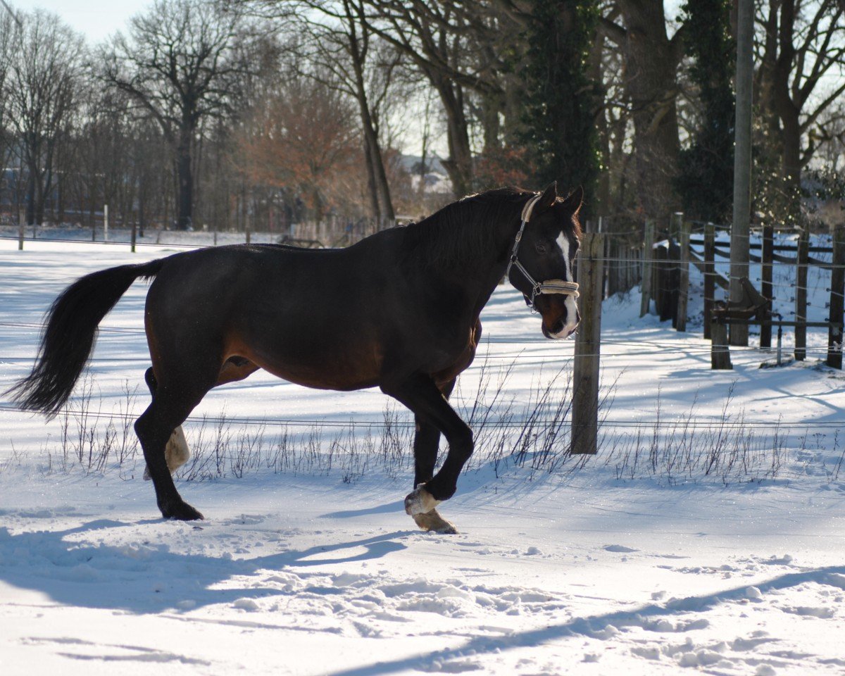 Cavallo Cullen (Oldenburger, 2008, di Cabaret)