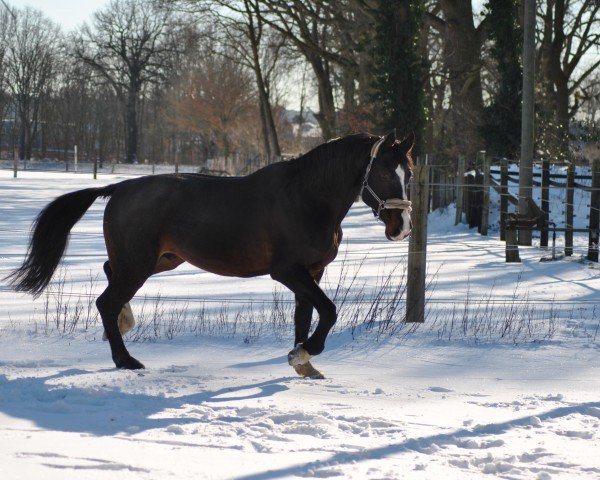 Cavallo Cullen (Oldenburger, 2008, di Cabaret)