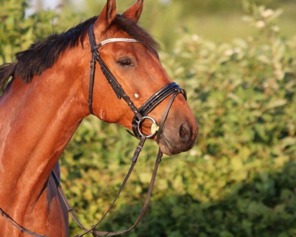 jumper Locarno 89 (Hanoverian, 2016, from Pikeur Lord Fauntleroy)