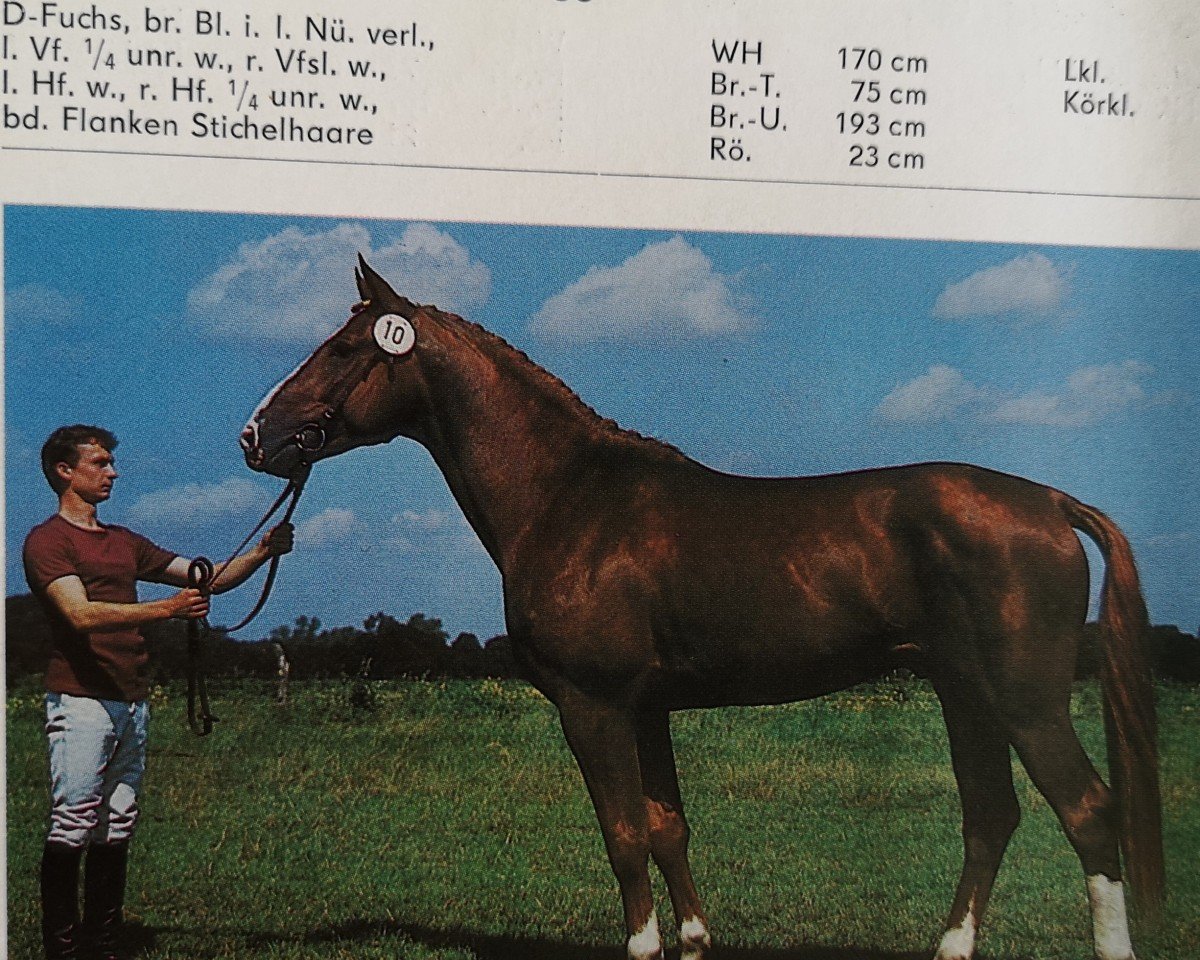 stallion Adorello (Brandenburg, 1985, from Adept 2602)