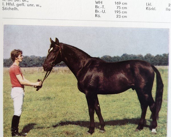 stallion Lukas 2757 (Saxony-Anhaltiner, 1982, from Leuchtfeuer 2602) stallion Lukas 2757 (Saxony-Anhaltiner, 1982, from Leuchtfeuer 2602)