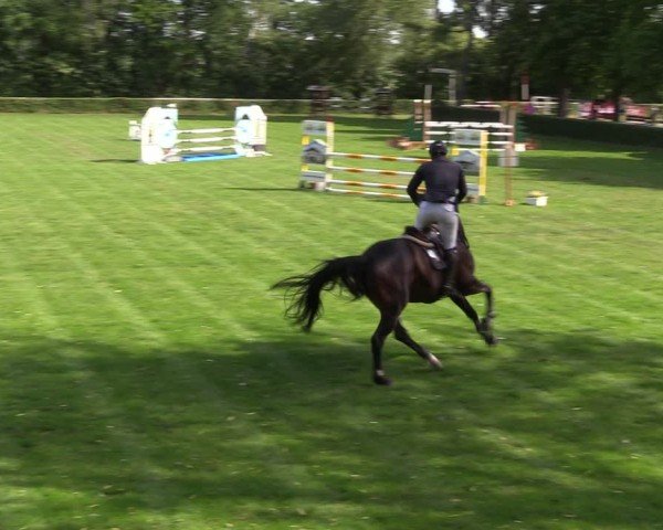 Reitturnier Westeregeln 2024
