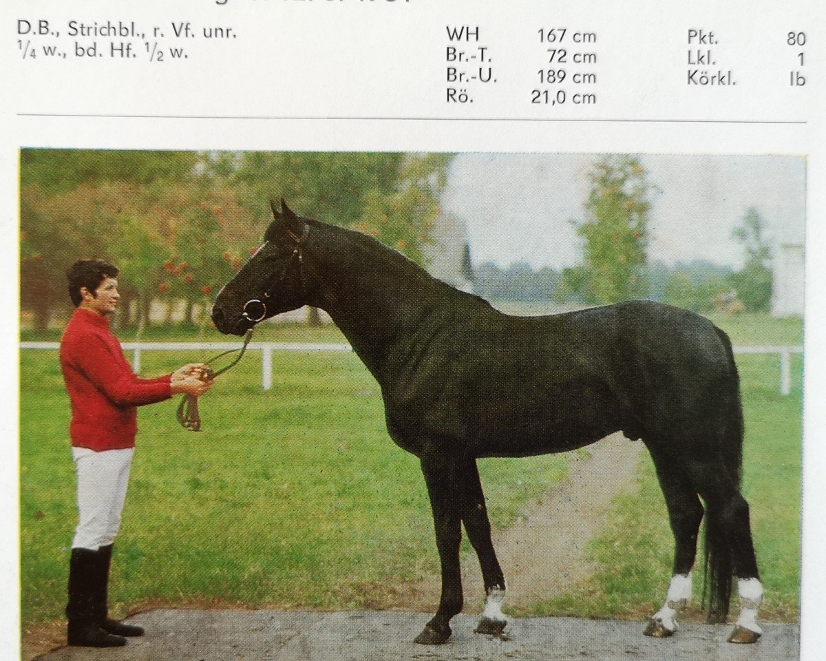 stallion Gotland 2734 (Hanoverian, 1981, from Goldstein)