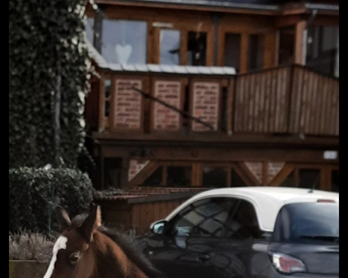 Cavallo da salto Coco Whooko MM (Holsteiner, 2021, di Colman)