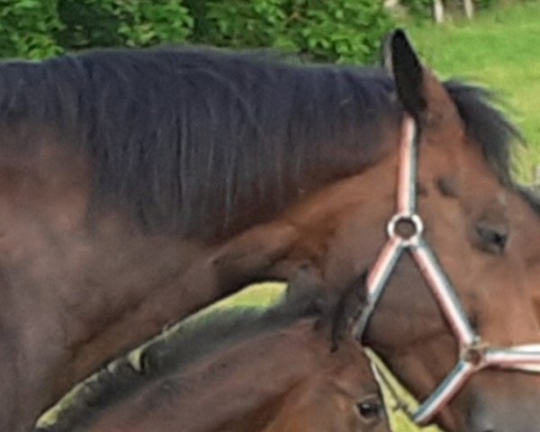 horse Oh Ally Mc Beal (Holsteiner, 2021, from Hardrock Z)
