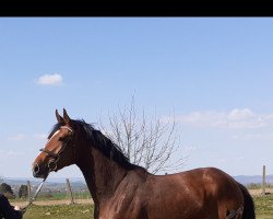 broodmare It's Me M (Holsteiner, 2016, from Kash de Prissey)