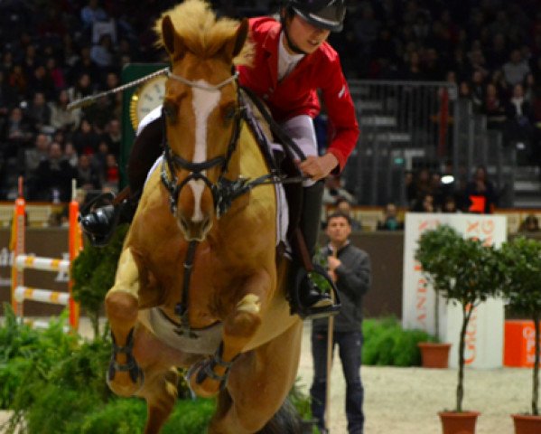 jumper Quartz du Risima (Selle Français, 2004, from Poldy)
