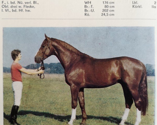 stallion Feuertanz II (Brandenburg, 1982, from Feierzug 2503)