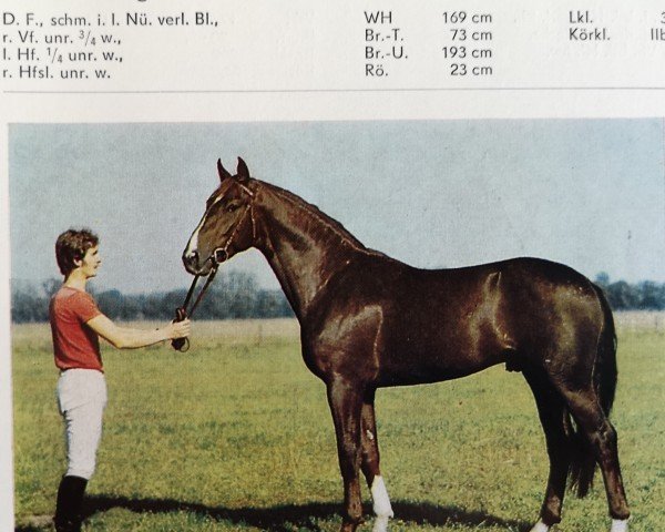 stallion Ferrit (Mecklenburg, 1982, from Ferrum 3202)