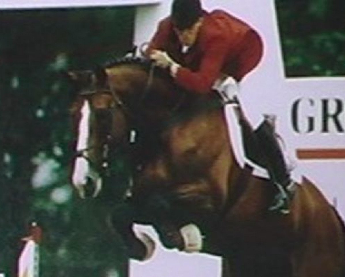stallion Sioux de Baugy (Selle Français, 1984, from Grand Veneur)