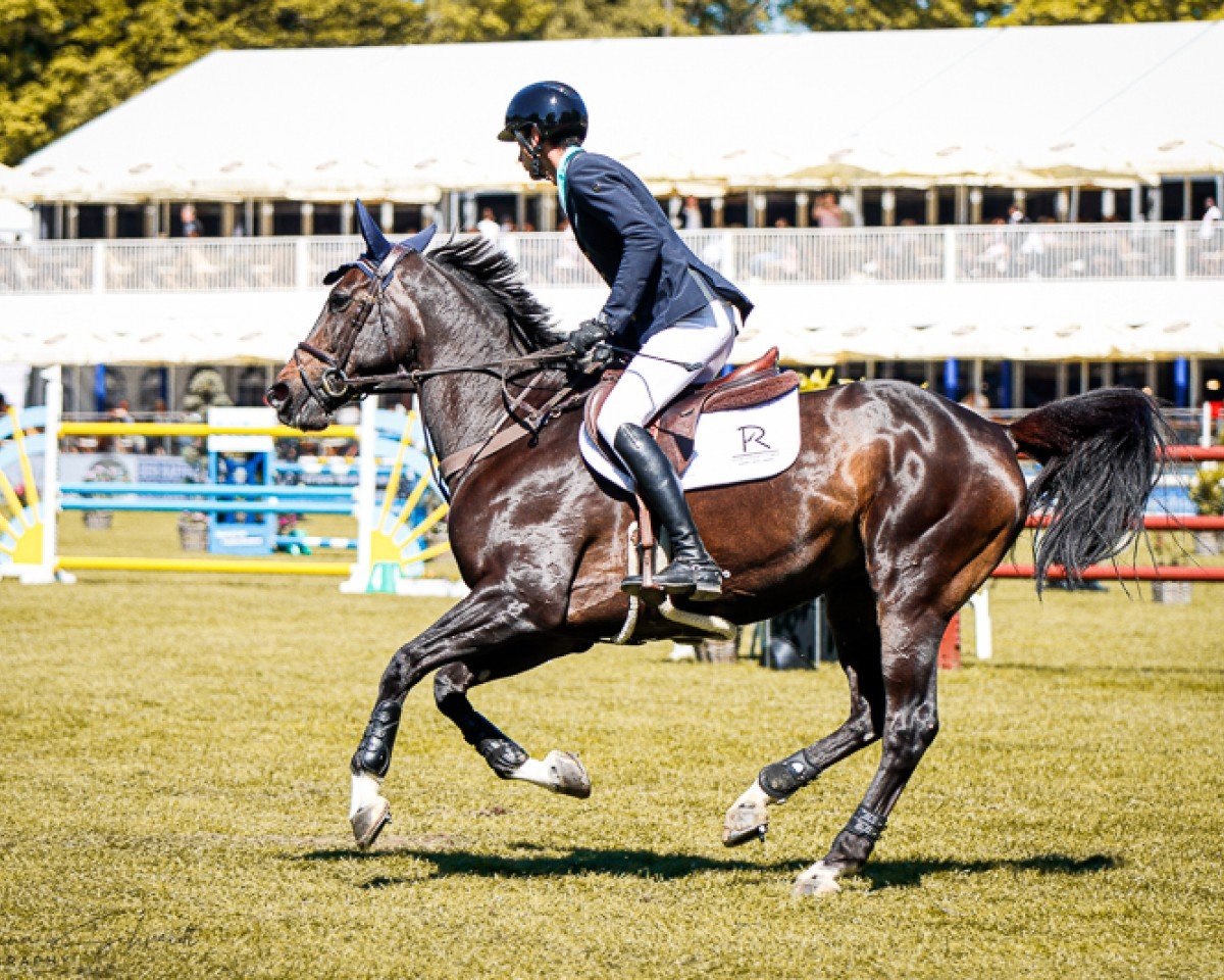 Springpferd Phelina de Septon (Belgisches Warmblut, 2015, von Jenson van't Meulenhof)