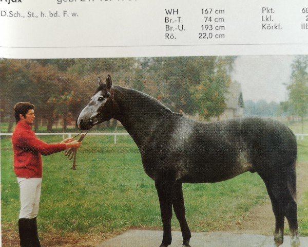 stallion Ajax 2737 (Brandenburg, 1980, from Alexander 2608)