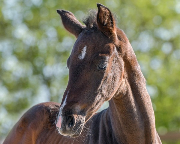 horse Rock my Heart P (Hanoverian, 2024, from Rock for Me) horse Rock my Heart P (Hanoverian, 2024, from Rock for Me)