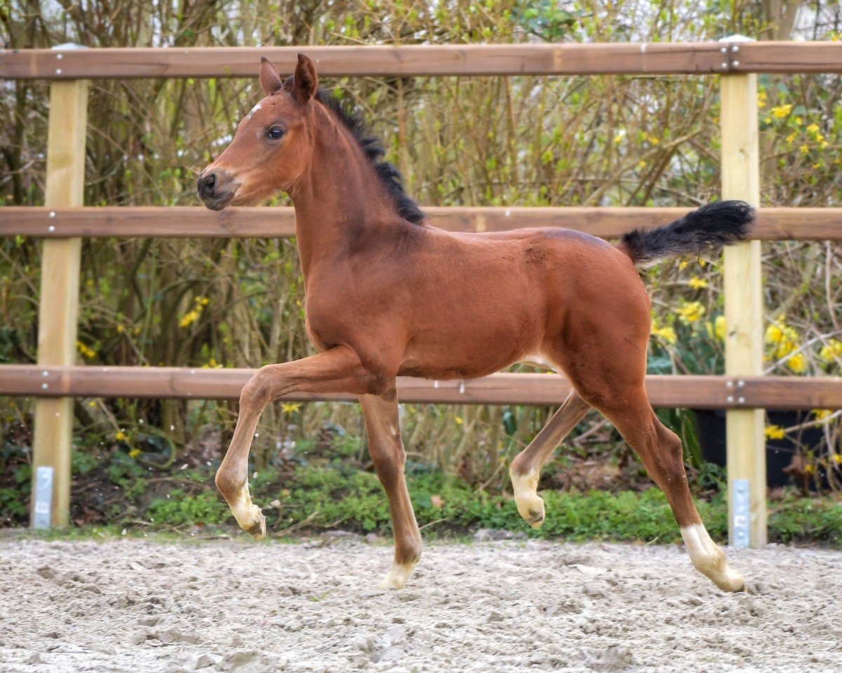 Pferd Fider`s Fiona P (Hannoveraner, 2024, von Fidertanz)