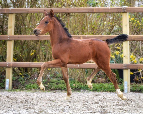 horse Fider`s Fiona P (Hanoverian, 2024, from Fidertanz)