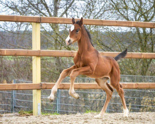 Pferd Zalamero P (Hannoveraner, 2024, von Zarenball)