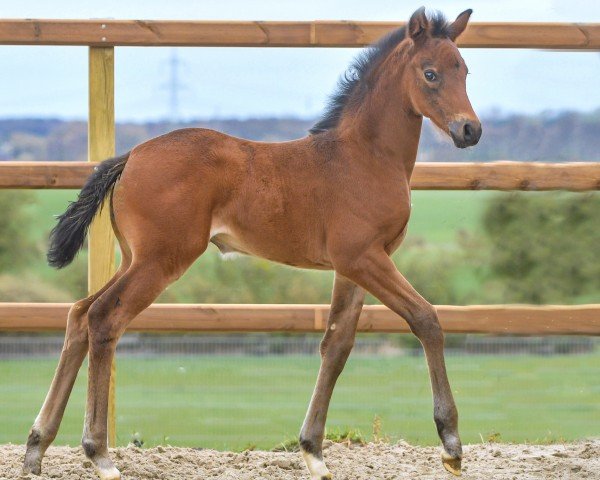 horse Velvets Beauty P (Hanoverian, 2024, from Viva Romance PS OLD)