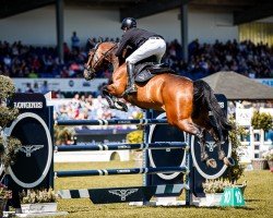 jumper Twitter van 't Prinsenveld Z (Zangersheide riding horse, 2015, from Thunder van de Zuuthoeve)