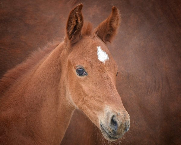 horse Varadero P (Hanoverian, 2024, from Vitalis)