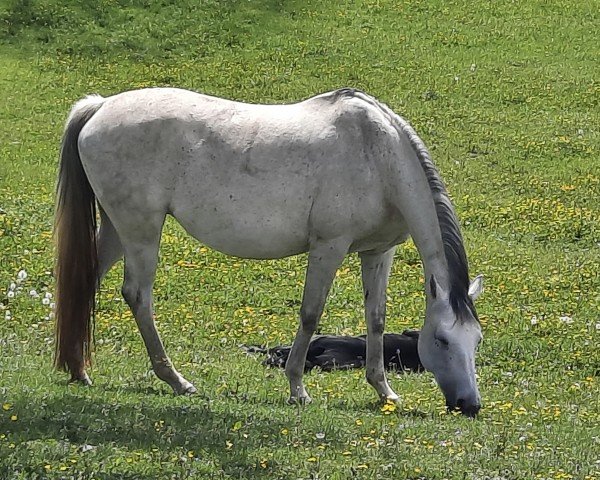 broodmare Martiness (Austrian Warmblood, 2010, from Newcomer)
